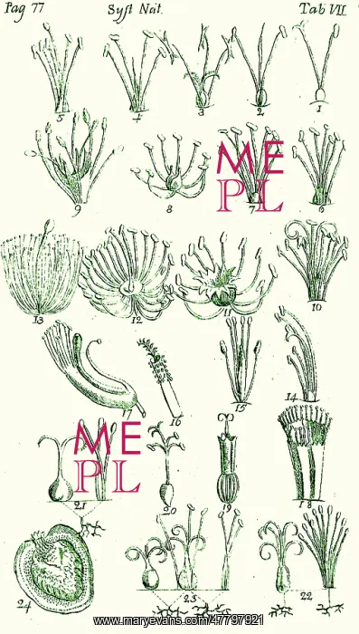 : Plant Sexual Systems, Linnaeus, 1735 : Plant Sexual Systems, Linnaeus, 1735