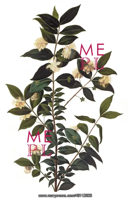 : Plant study of myrtle. Inscribed: Mirte feuilles : Plant study of myrtle. Inscribed: Mirte feuilles