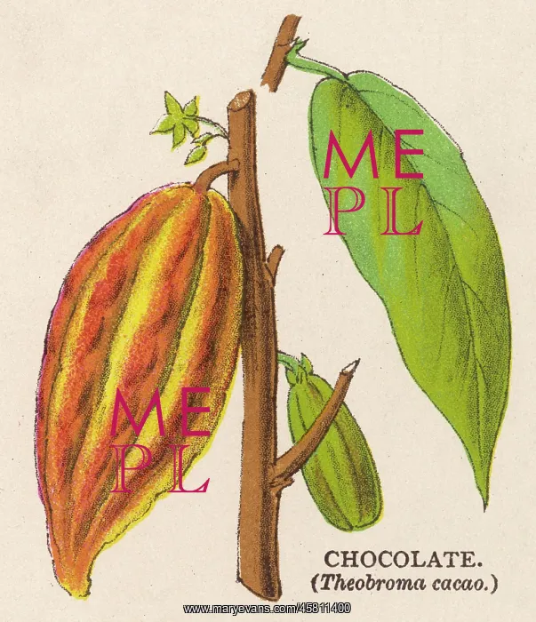  : PLANT / THEOBROMA CACAO