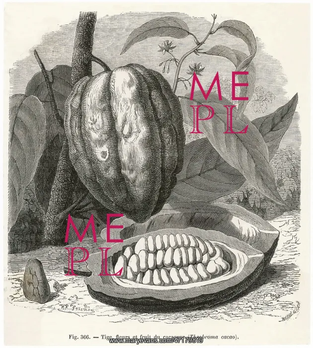 : PLANT / THEOBROMA CACAO : PLANT / THEOBROMA CACAO