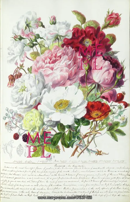 : Plant watercolours by Elizabeth Twining : Plant watercolours by Elizabeth Twining