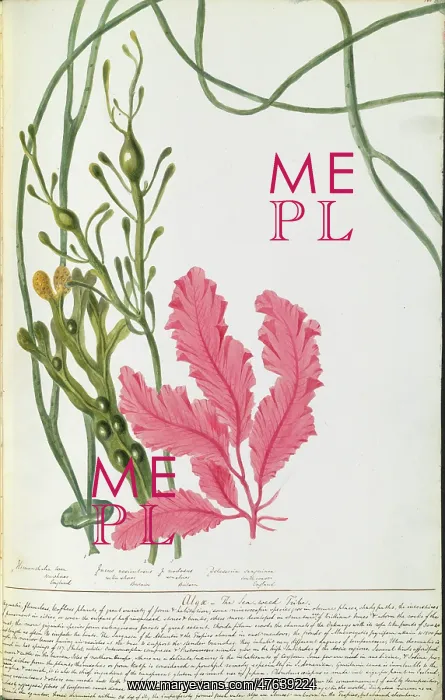: Plant watercolours by Elizabeth Twining : Plant watercolours by Elizabeth Twining