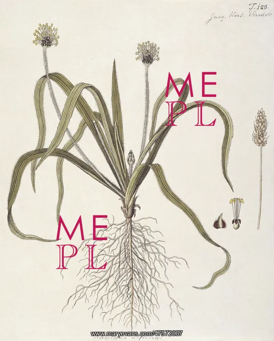 : Plantago alpina, plantain : Plantago alpina, plantain