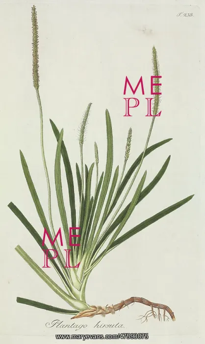 : Plantago hirsuta : Plantago hirsuta