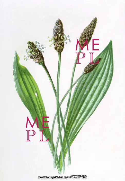  : PLANTAGO LANCEOLATA