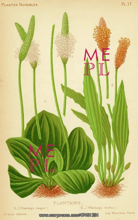  : Plantago Major - Media