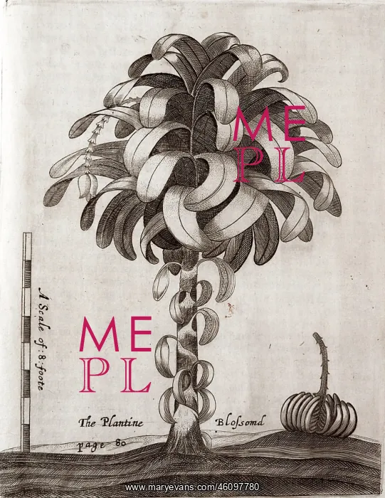 : A plantain tree : A plantain tree