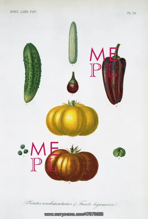 : Plantes Condimentaires : Plantes Condimentaires