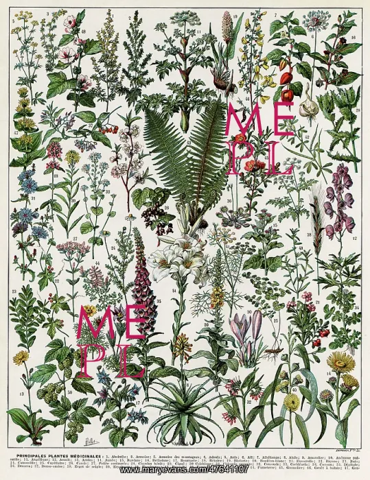 : Plantes Medicinales - Medicinal plants : Plantes Medicinales - Medicinal plants