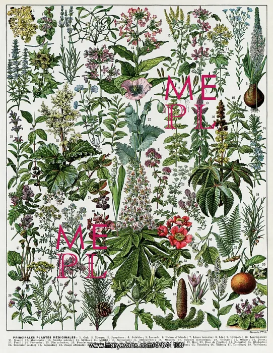  : Plantes Medicinales - Medicinal plants