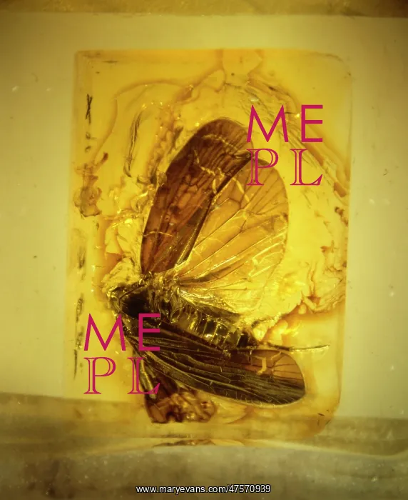 : Planthopper in amber : Planthopper in amber