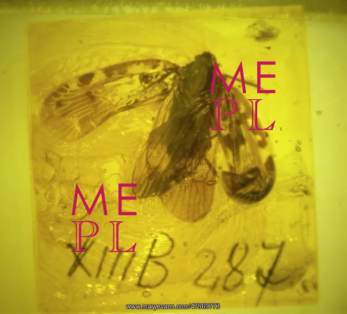  : Planthopper bug in Baltic amber