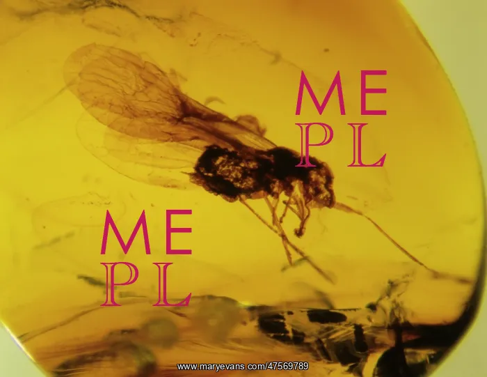 : Planthopper bug in Mexican amber : Planthopper bug in Mexican amber