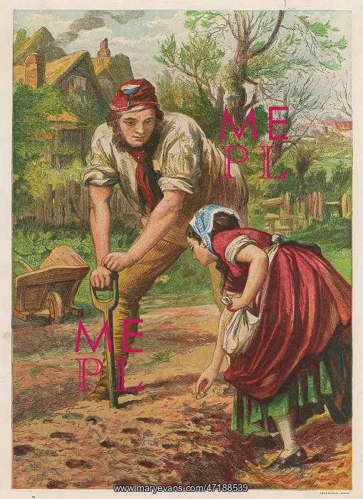 : Planting potatoes 1870s : Planting potatoes 1870s