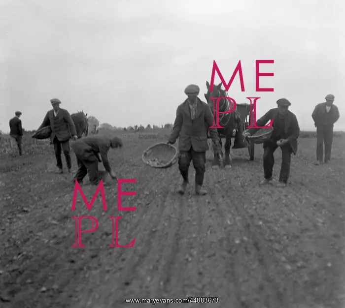 : PLANTING POTATOES : PLANTING POTATOES