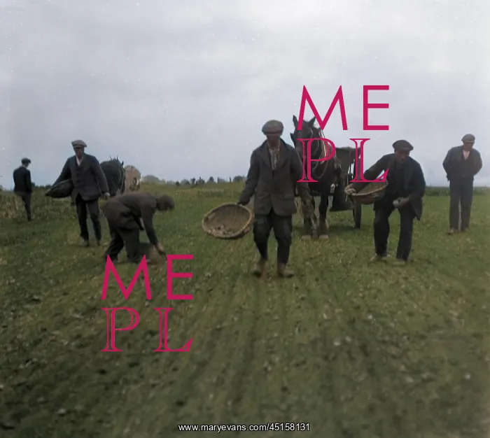 : PLANTING POTATOES : PLANTING POTATOES