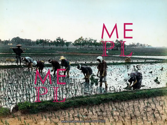  : Planting rice