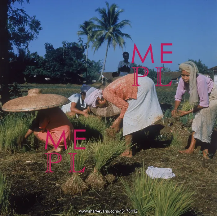 : PLANTING RICE, JAVA