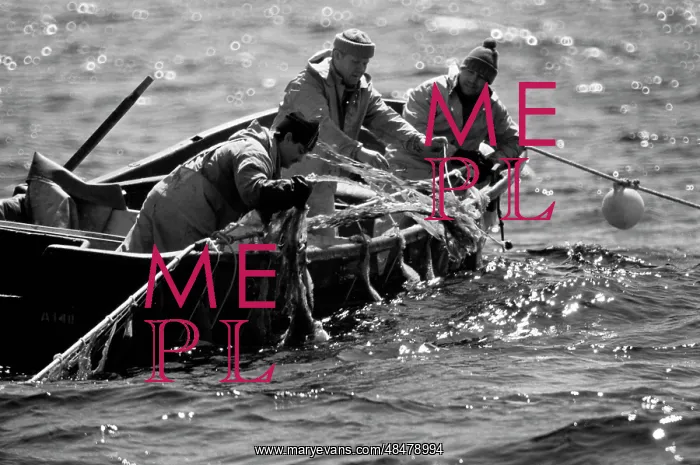 : Planting of seaweed : Planting of seaweed