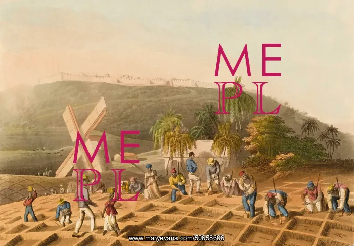 : Planting Sugar Cane, 1823 : Planting Sugar Cane, 1823
