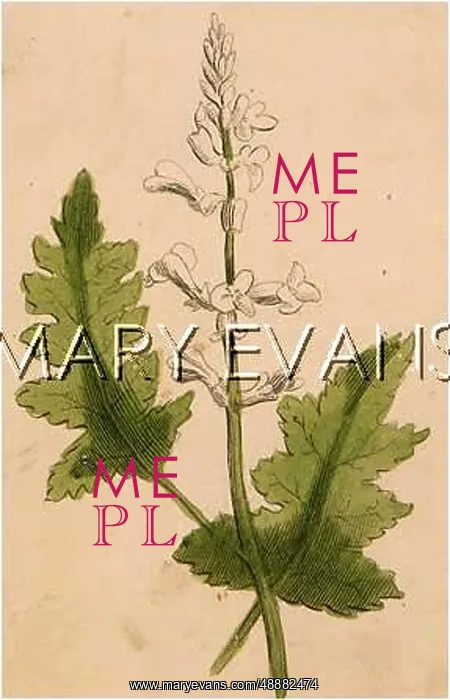  : PLANTS / ACANTHUS
