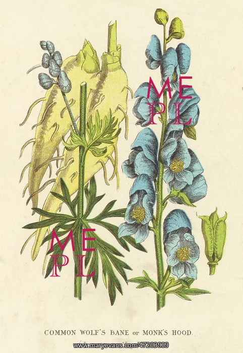  : PLANTS / ACONITUM NAPELLUS