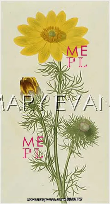  : PLANTS / ADONIS VERNALIS