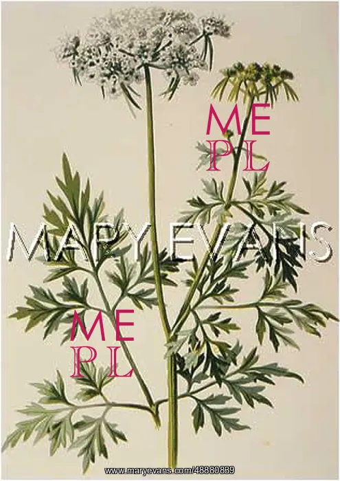  : PLANTS / AETHUSA CYNAPIUM