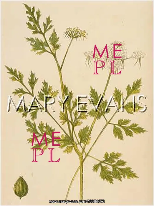  : PLANTS / AETHUSA CYNAPIUM