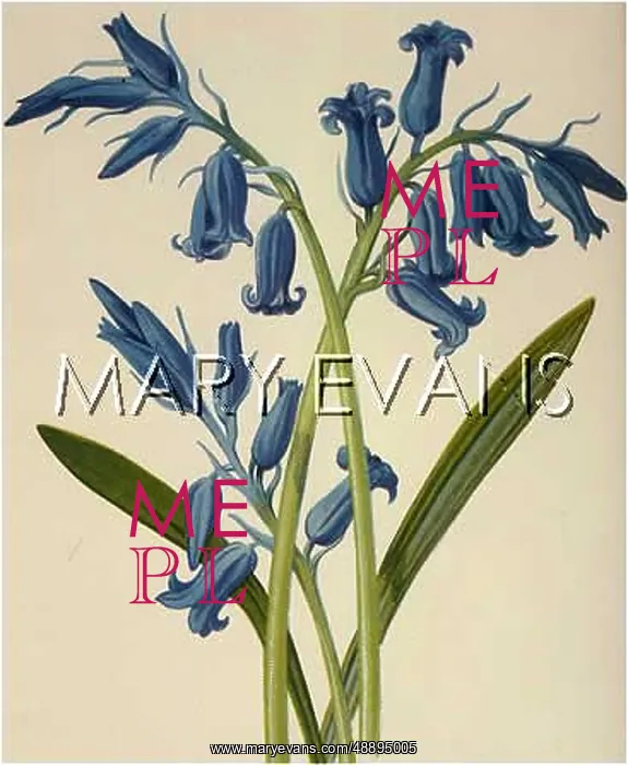  : PLANTS / AGRAPHIS NUTANS