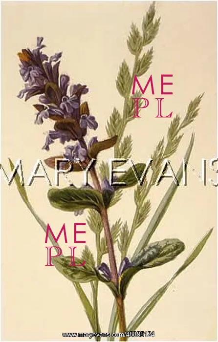 : PLANTS / AJUGA REPTANS : PLANTS / AJUGA REPTANS