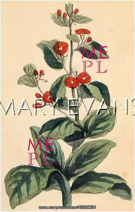  : PLANTS / ALKANNA TINCTORIA