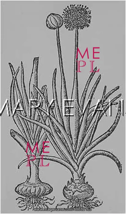  : PLANTS / ALLIUM CEPA