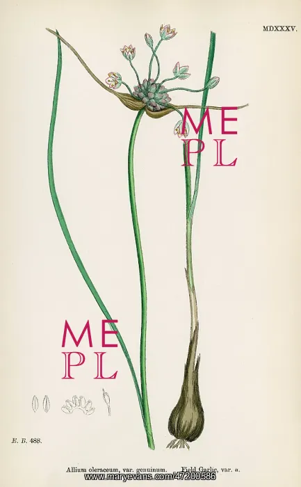  : PLANTS / ALLIUM OLERACEUM