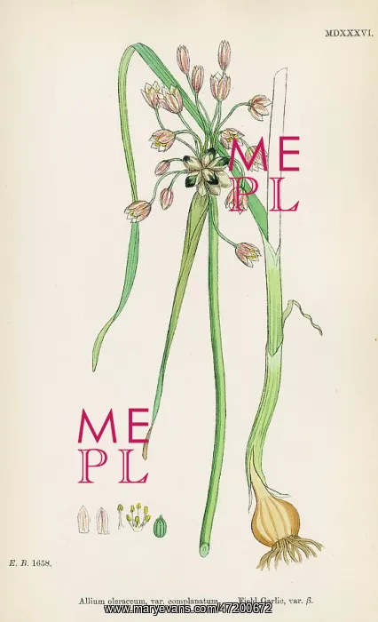  : PLANTS / ALLIUM OLERACEUM