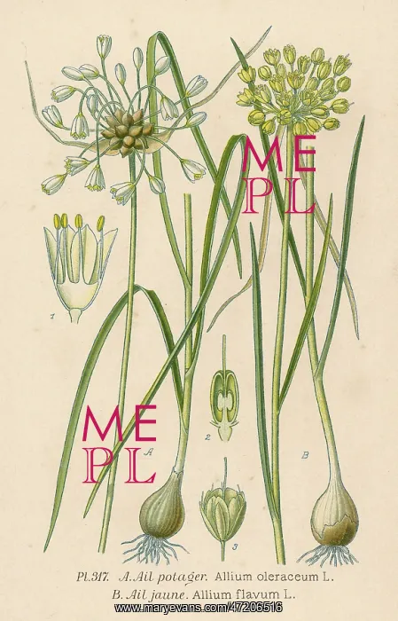 : Plants - Allium Sp : Plants - Allium Sp