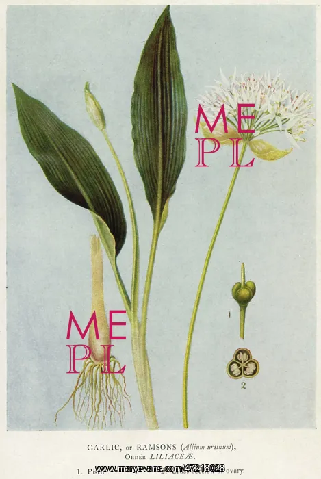  : PLANTS / ALLIUM URSINUM