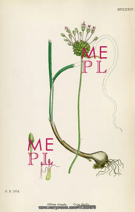  : PLANTS / ALLIUM VINEALE