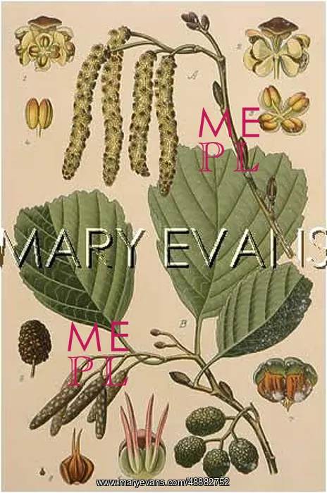  : PLANTS / ALNUS GLUTINOSA
