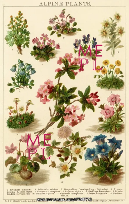 : PLANTS / ALPINE PLANTS : PLANTS / ALPINE PLANTS