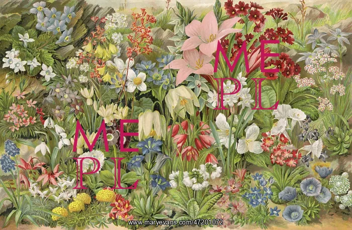  : PLANTS / ALPINES