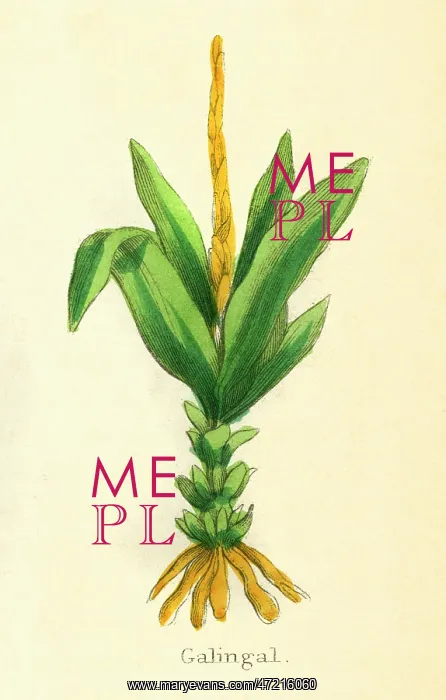  : PLANTS / ALPINIA GALANGA