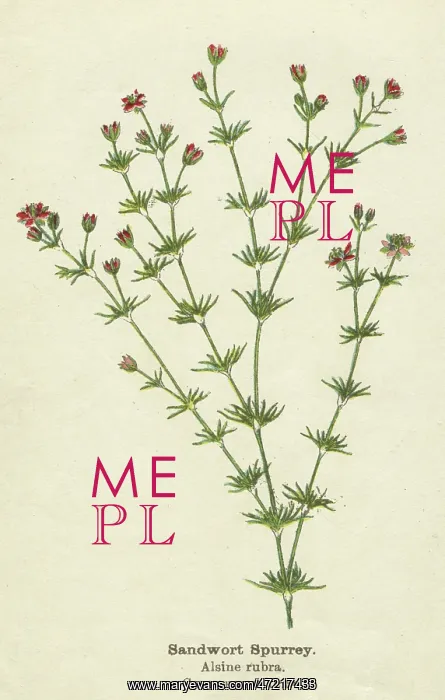  : PLANTS / ALSINE RUBRA