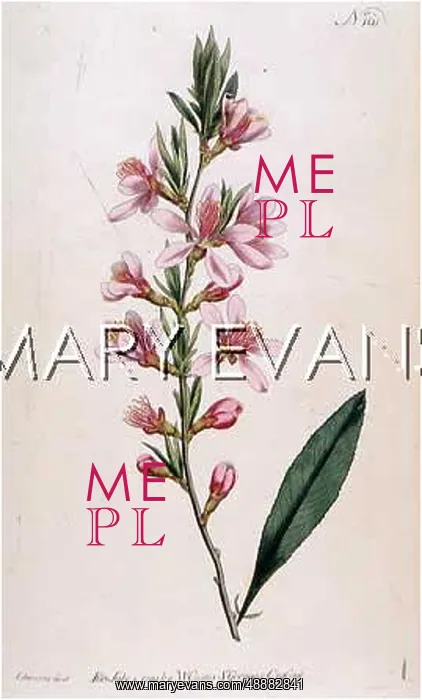  : PLANTS / AMYGDALUS NANA