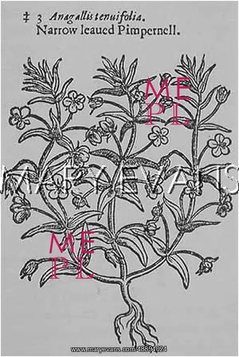  : PLANTS / ANAGALLIS MONELLI