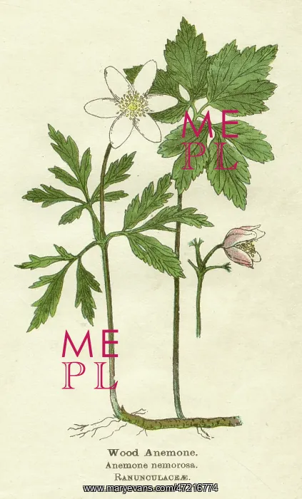  : PLANTS / ANEMONE NEMOROSA