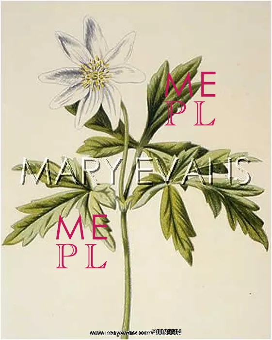  : PLANTS / ANEMONE NEMOROSA