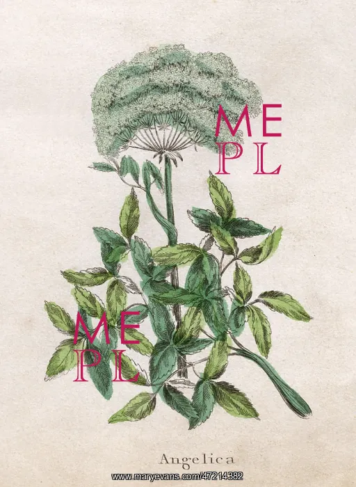  : PLANTS / ANGELICA