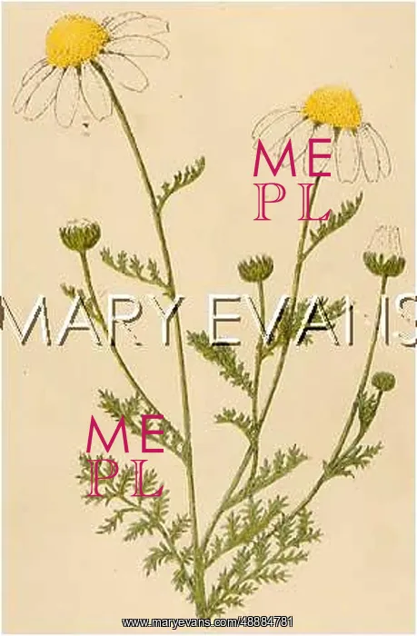  : PLANTS / ANTHEMIS ARVENSIS