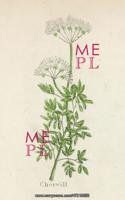  : PLANTS / ANTHRISCUS DIOICA